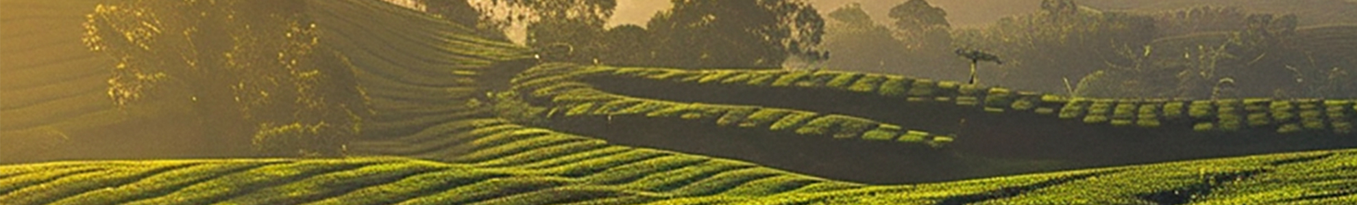 Theanine in tea